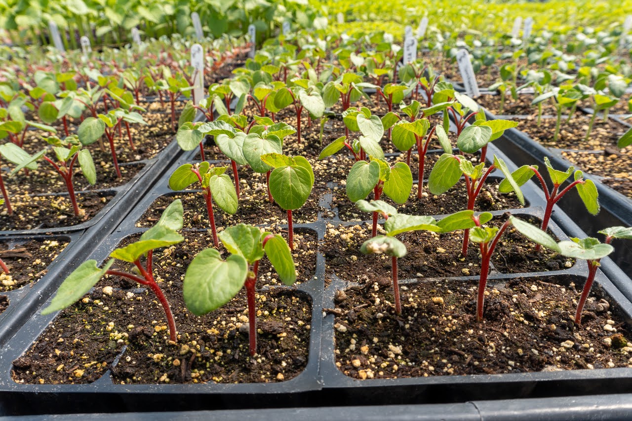 A transplant taken my Richard Rock